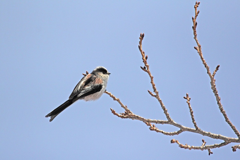 岐阜の野鳥　その5_f0000789_10184443.jpg