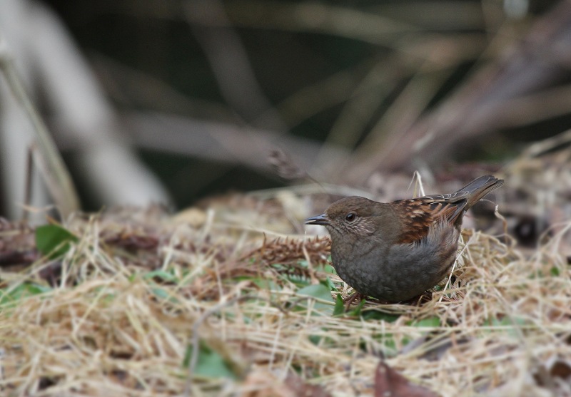 岐阜の野鳥　その5_f0000789_1019186.jpg