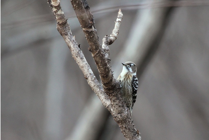 岐阜の野鳥　その5_f0000789_10191873.jpg