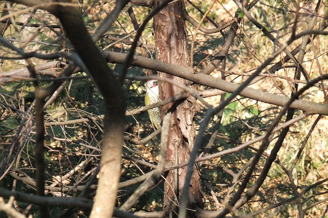 e0070891_1928366.jpg