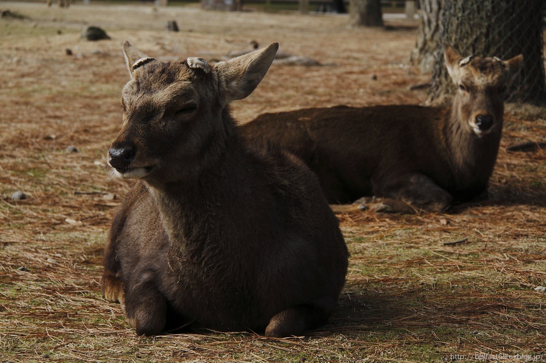 奈良公園_f0095094_22283598.jpg