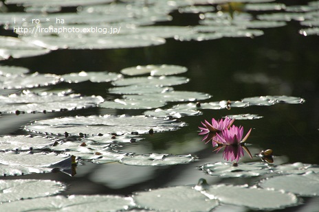 花と鳥と_a0152596_16415918.jpg