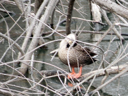 f0176499_16272130.jpg