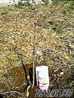 e0270403_1322597.jpg