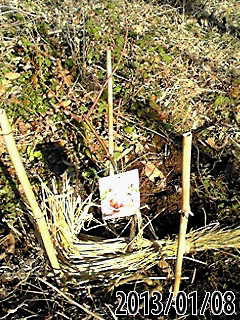 e0270403_1323175.jpg