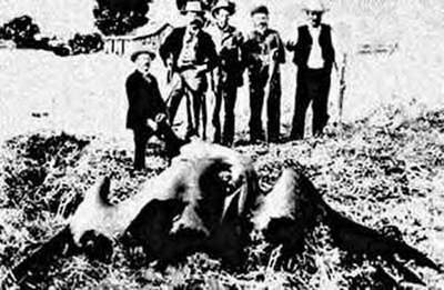 A Happy New UMA: 「翼竜は生きていた？」米国で捕獲されたプテラノドン！！_e0171614_10484929.jpg