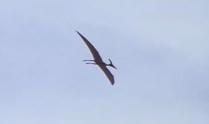 A Happy New UMA: 「翼竜は生きていた？」米国で捕獲されたプテラノドン！！_e0171614_10535833.jpg