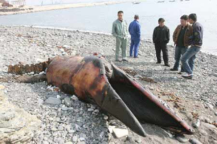 A Happy New UMA: 「翼竜は生きていた？」米国で捕獲されたプテラノドン！！_e0171614_11171223.jpg