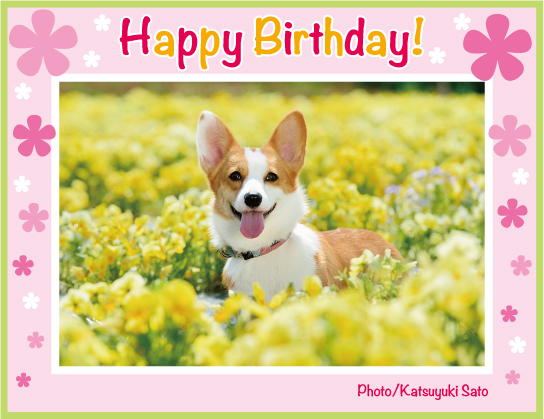 ケディちゃん、ムサシくん、こたろうくん、れいちゃん、もかちゃん、お誕生日おめでとう!_d0102523_23483595.jpg