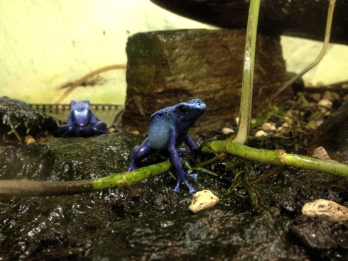 （坂井名所）越前松島水族館 / Echizen-Matsushima Aquarium_f0111040_7423024.jpg