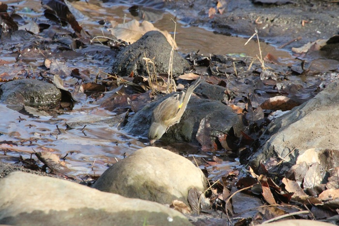 2013.1.8 里山公園(2)マヒワ、カワラヒワ、ウソ_c0269342_19573390.jpg