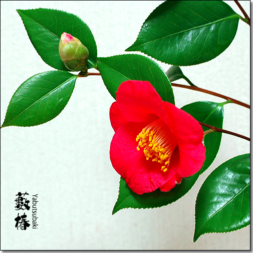 花たち 藪椿 ヤブツバキ デジカメ散歩写真