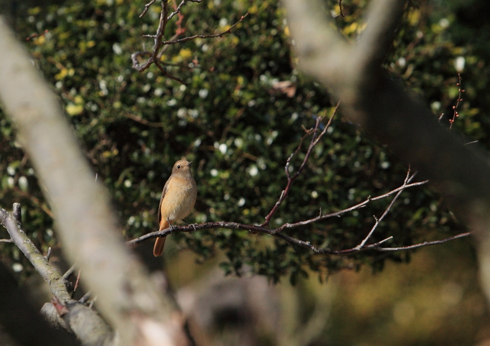 ジョウビタキ　水戸偕楽園にて　２０１３・０１・０６_e0143883_20501996.jpg