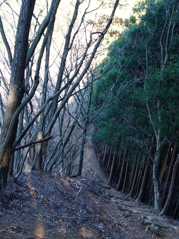 冬晴れの日だまり歩き♪　伊豆ヶ岳 （4）　古御岳まで_e0195587_2081793.jpg