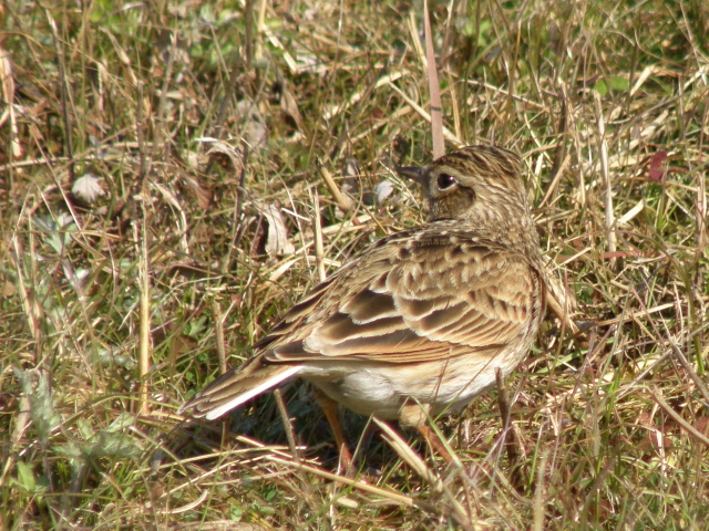 ヒバリ　　（芦田川）_a0206496_64908.jpg