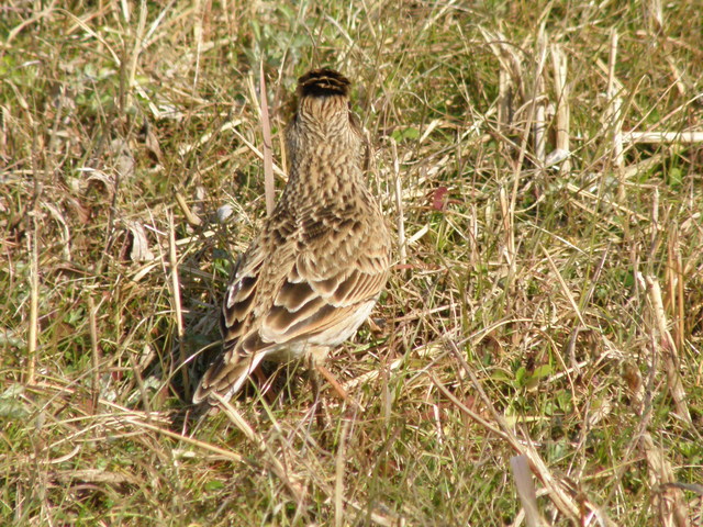 ヒバリ　　（芦田川）_a0206496_6492983.jpg