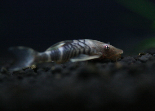 c0165800_220331.jpg