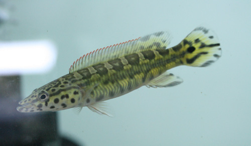 c0165800_2231588.jpg