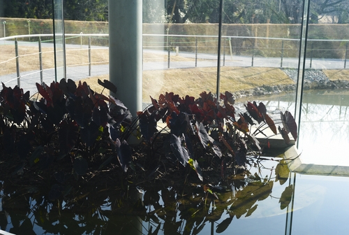 植物園の写真について_b0212922_16101730.jpg
