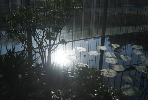 植物園の写真について_b0212922_16131099.jpg