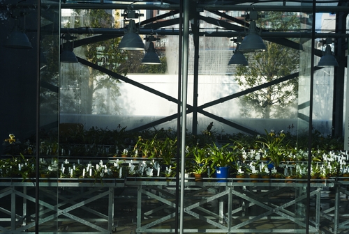 植物園の写真について_b0212922_1664222.jpg