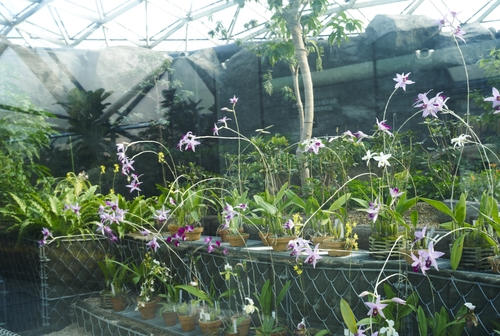 植物園の写真について_b0212922_1672734.jpg