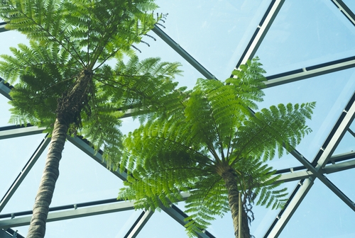植物園の写真について_b0212922_1693426.jpg