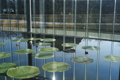 植物園の写真について_b0212922_169563.jpg