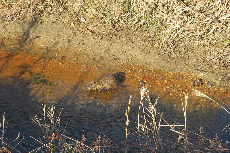 東郷町前川の生き物たち_f0231422_21304063.jpg