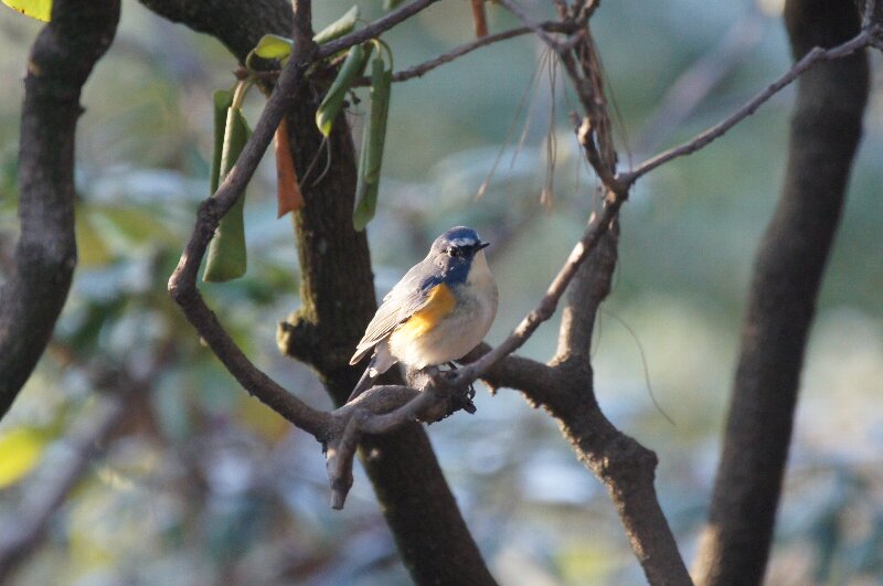 鳥見の方達のお陰で☆ルリビタキ_a0122932_14363889.jpg