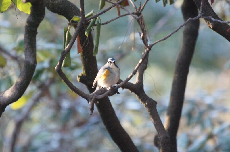 鳥見の方達のお陰で☆ルリビタキ_a0122932_14364671.jpg