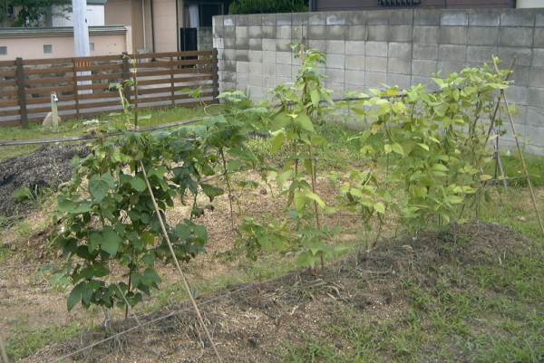 うちんくの種＜花ささげは美味しいか？＞_f0002248_20203754.jpg