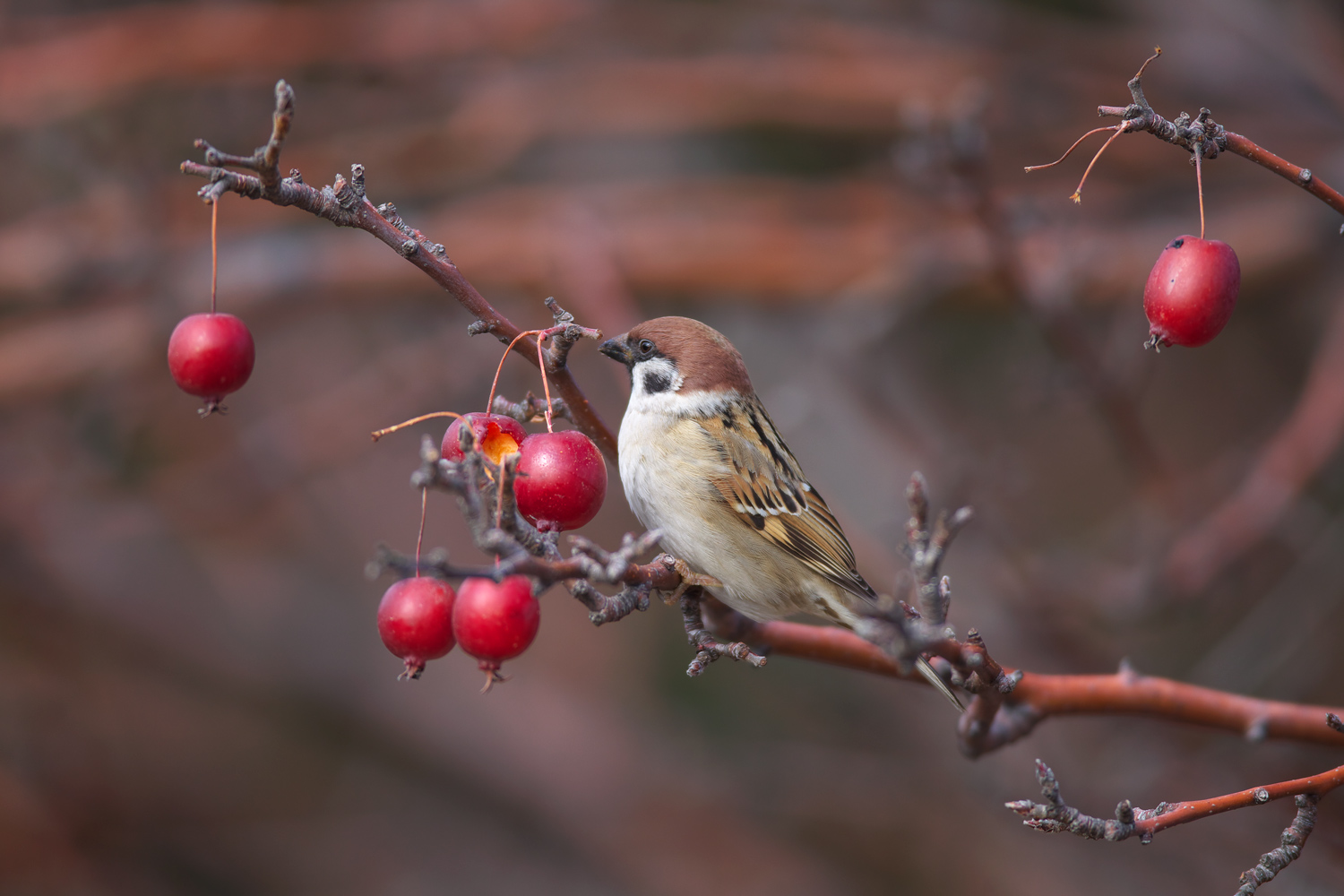 メジロ（white-eye ）スズメ（ tree sparrow）_d0013455_106834.jpg