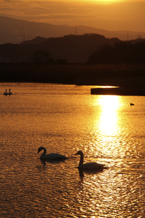 水鳥公園_c0202860_0143475.jpg