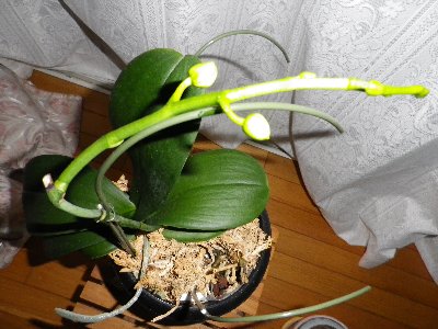 胡蝶蘭再生に成功か クラゼア物語