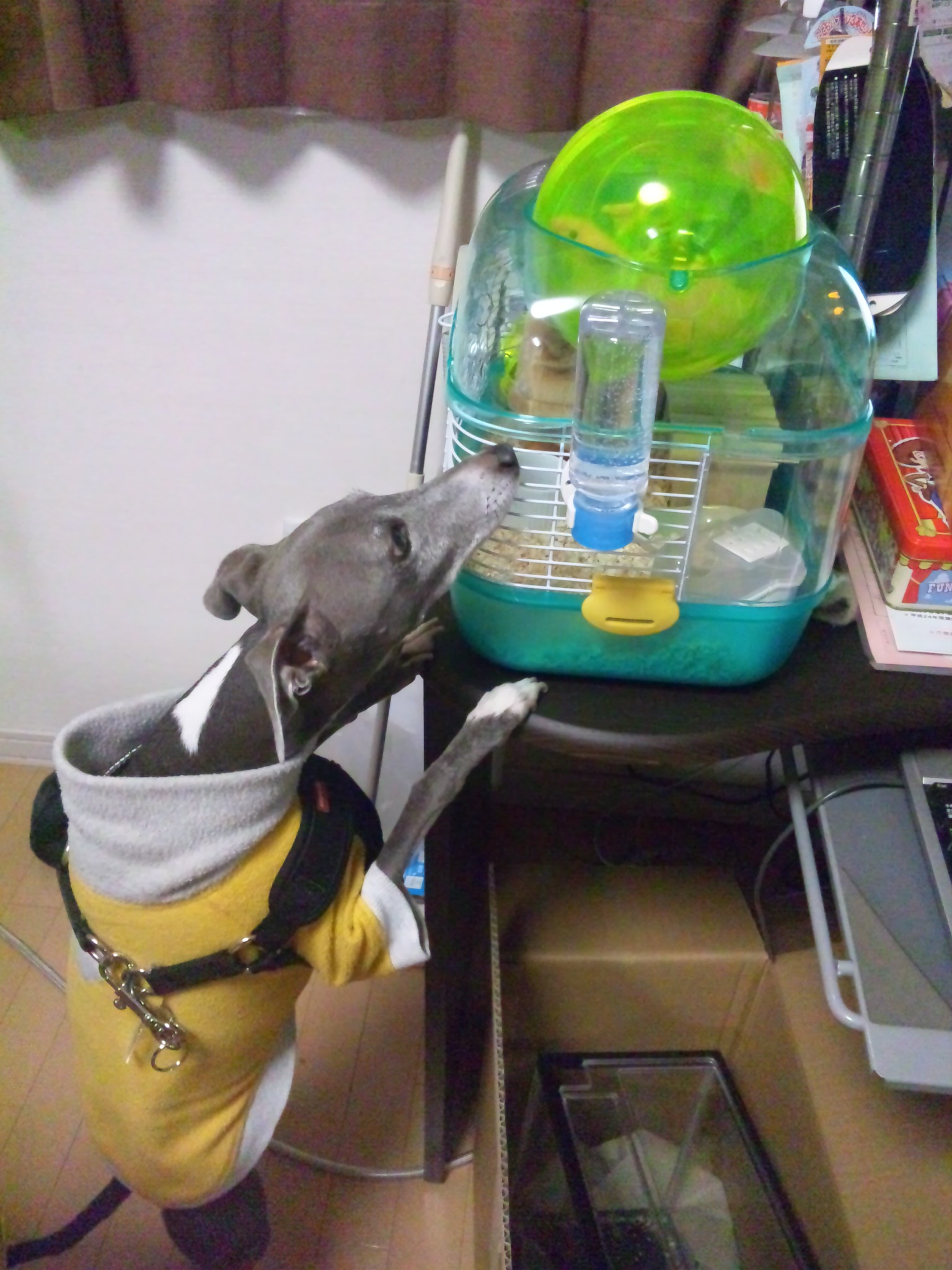 c0003217_20222423.jpg