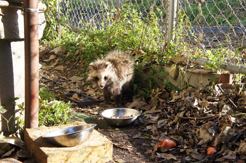 早いもので、２０１３年１月も１０日が過ぎ去りました。_a0217029_14412564.jpg