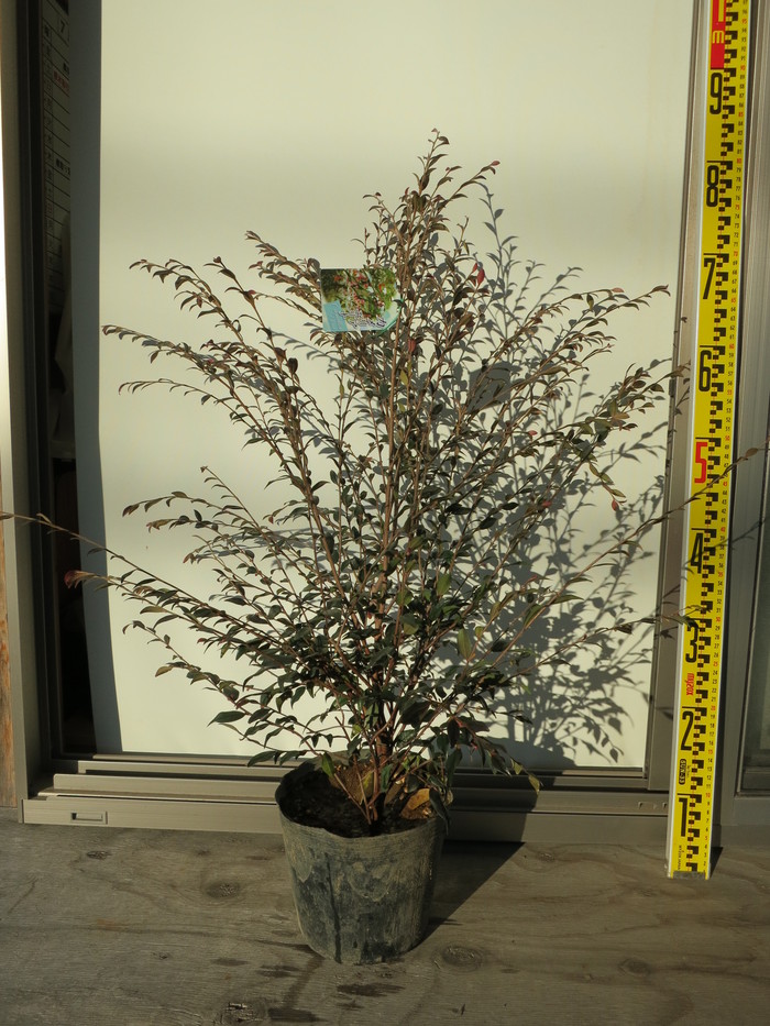 カメリアエリナ　１２０センチ カメリアエリナ 120センチ カメリアエリナ 120センチ