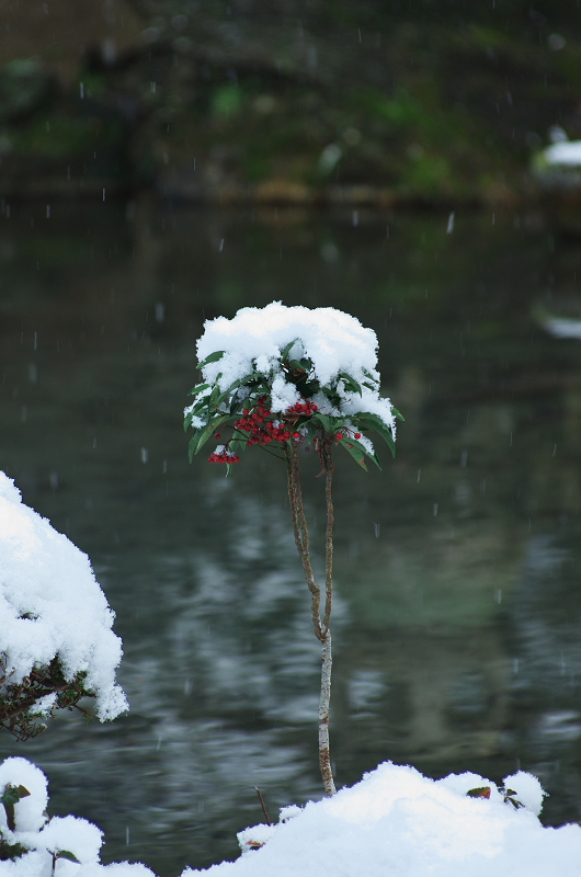 雪景の蓮華寺にて_f0155048_2330580.jpg