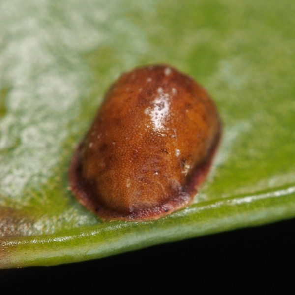 カタカイガラムシの1種 １５８４ 小さき者たちの世界