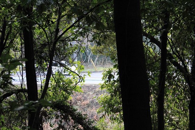 復活した矢野峠古道・樫木茶屋・幸神社　2013年　その5　樫木茶屋石標から出口へ引き返す　_b0095061_12462587.jpg