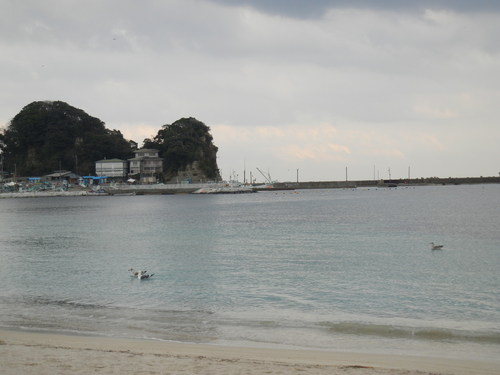 ’13.1.10(木)カモメがいたよ~!_f0060461_1325027.jpg