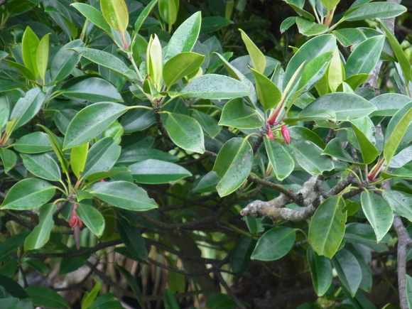 b0194267_15375510.jpg