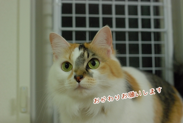 キャットフード_a0266372_0152187.jpg