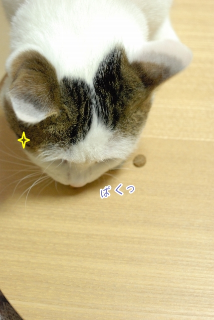 キャットフード_a0266372_0154164.jpg