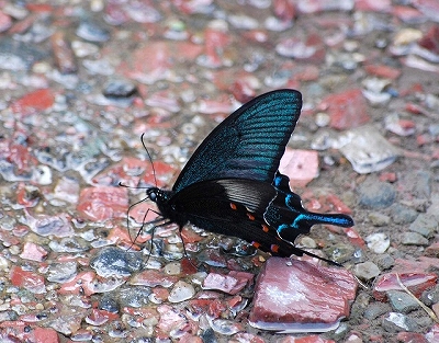 d0019074_10293623.jpg