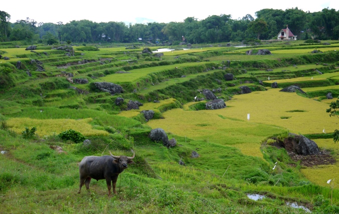 秘境　タナトラジャへの旅　トラジャの大自然編_f0159179_058352.jpg