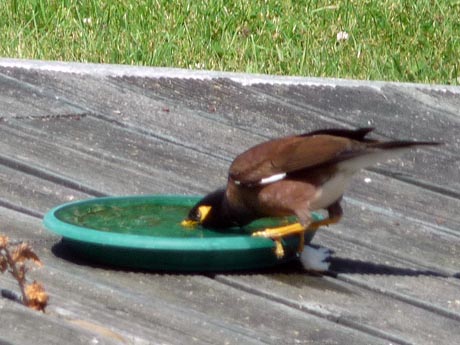 水飲みマイナ_e0133780_17271690.jpg