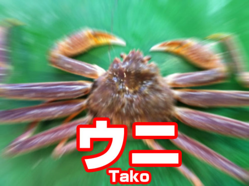 蟹になりたいと思いつつ数ヶ月 チラシの裏 っ W っ 蟹になりたいと思いつつ数ヶ月 チラシの裏 っ W っ