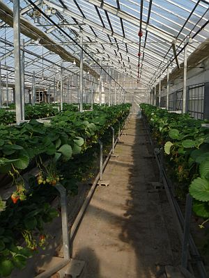 イチゴ狩り体験 大村市 るーらる長崎公式ブログ 長崎グリーンツーリズム情報 ながさき体験型観光ナビ イチゴ狩り体験 大村市 るーらる長崎公式ブログ 長崎グリーンツーリズム情報 ながさき体験型観光ナビ